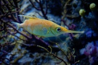 Dlouhorypec obecny - Macroramphosus scolopax - Longspine snipefish o7330